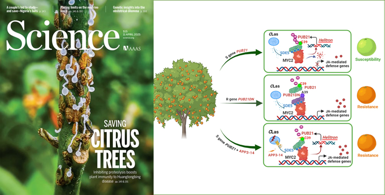 微生物所科研团队破解柑橘黄龙病重要科学难题