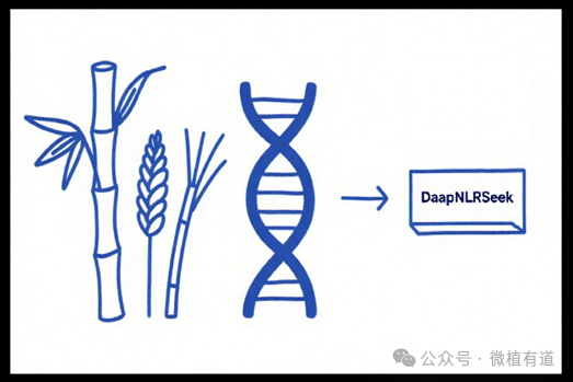 科普 | 甘蔗得病就减产20%？科学家破解甘蔗抗病基因定位难题