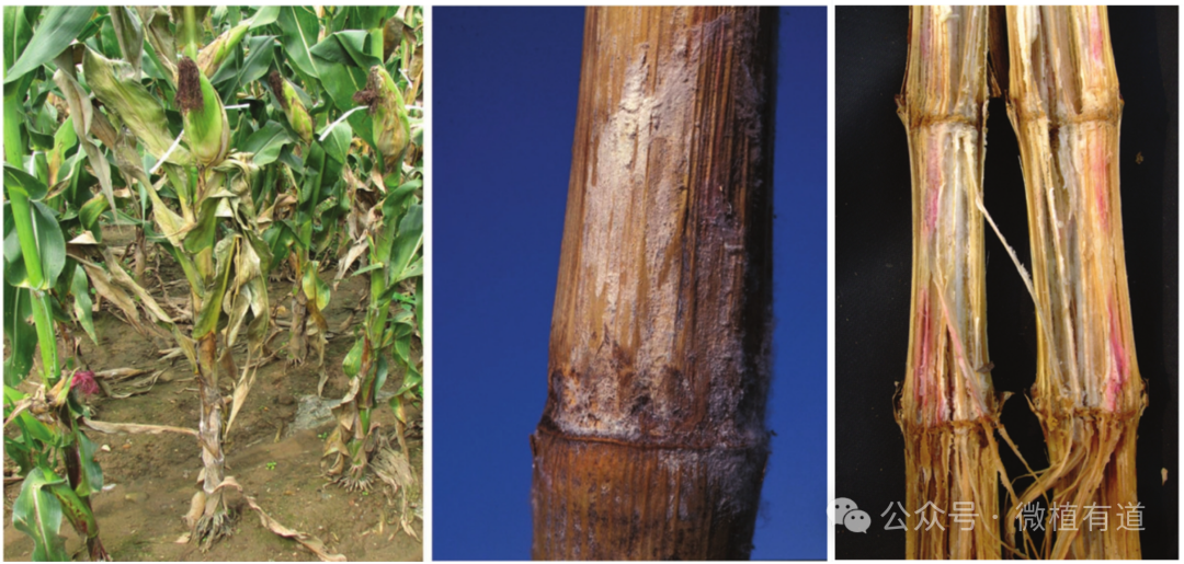 科普 | 科学家用基因“失效术”守护玉米健康