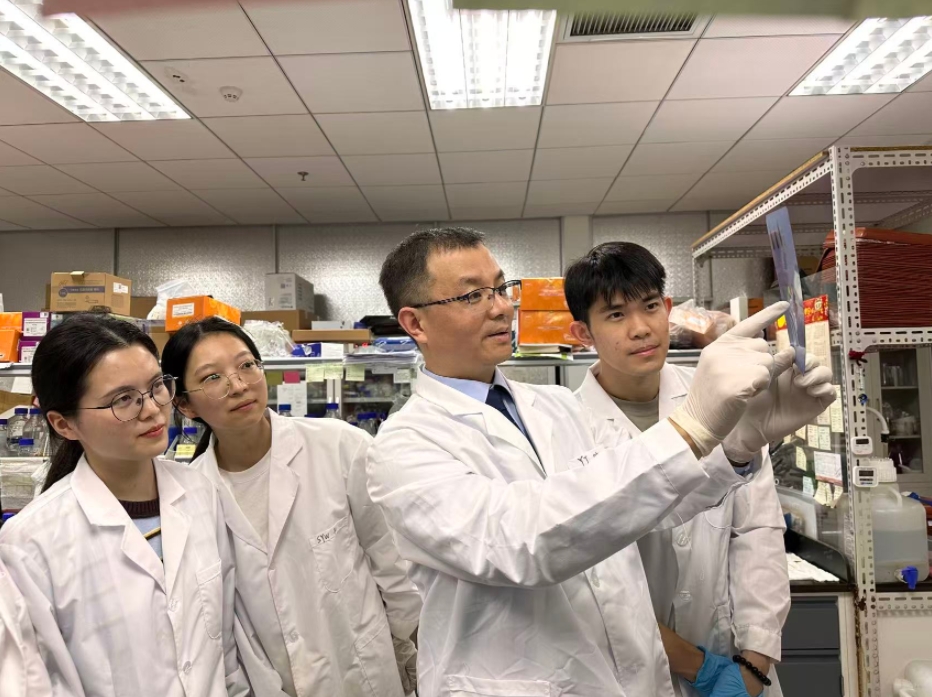 科研人员在分析蛋白免疫印迹结果