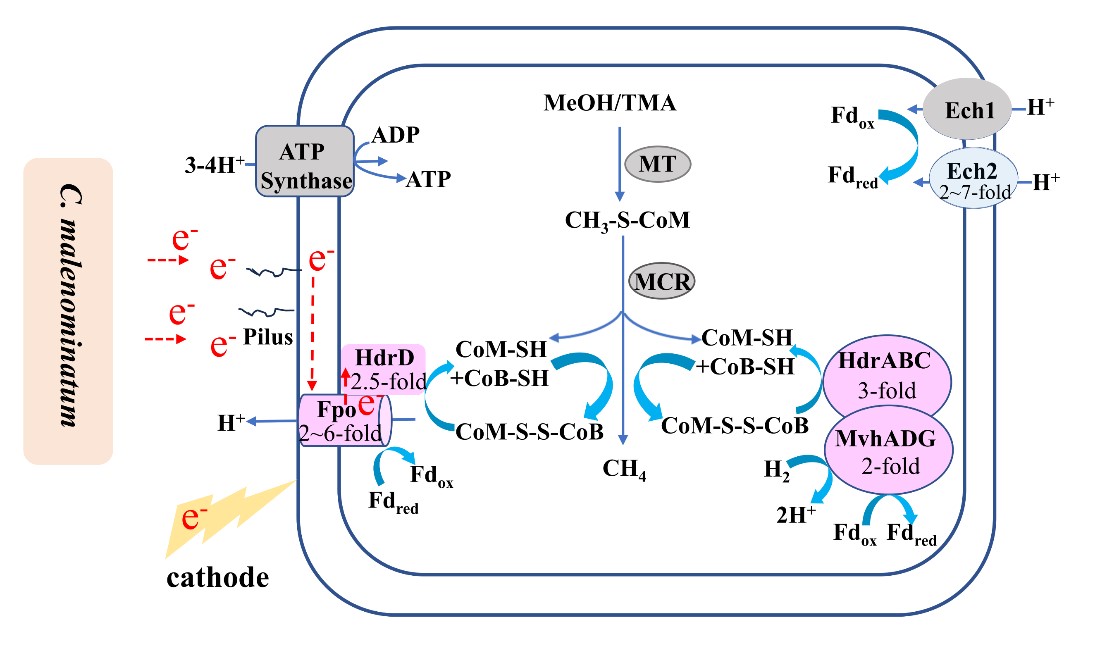 微生物所东秀珠团队发现稻田电产甲烷途径