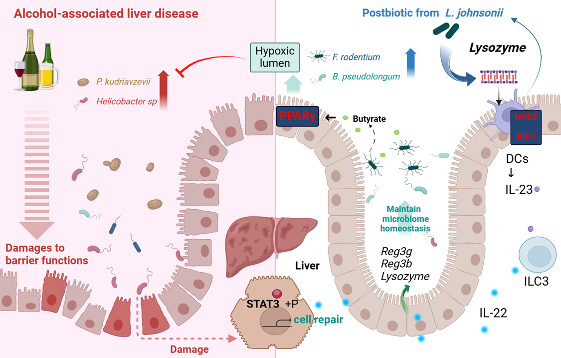 微生物所刘宏伟团队在解析肠道后生元改善酒精性肝病的功能机制方面取得新进展