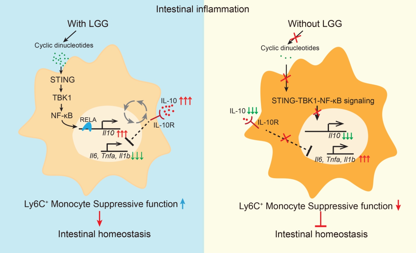 Lactobacillus johnsonii通过激活肠道免疫系统缓解酒精性肝病机制图