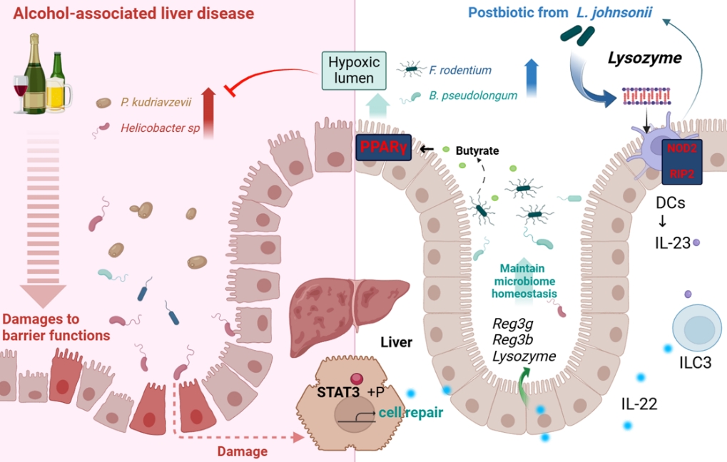 鼠李糖乳杆菌通过激活单核细胞抗炎功能缓解小鼠结肠炎机制图