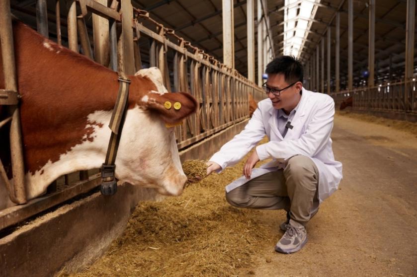 新质生产力在田间：一包菌剂，让盐碱野草变牛羊“香饽饽”！