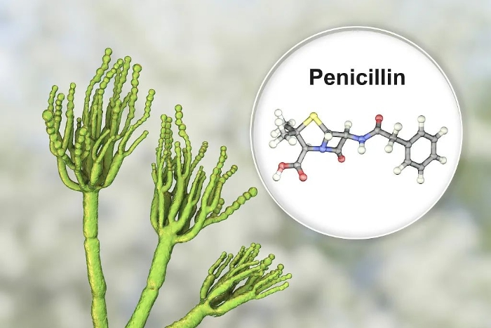 青霉素的发现和应用