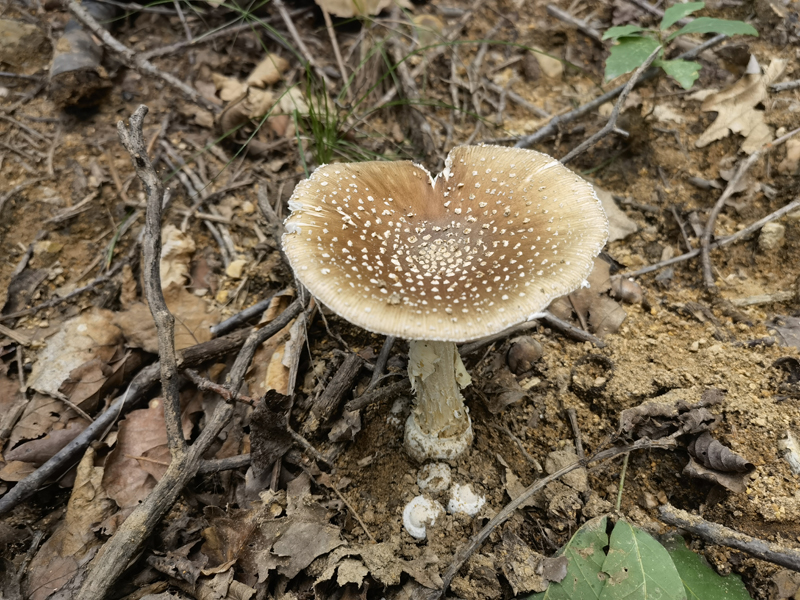 球基鹅膏Amanita subglobosa