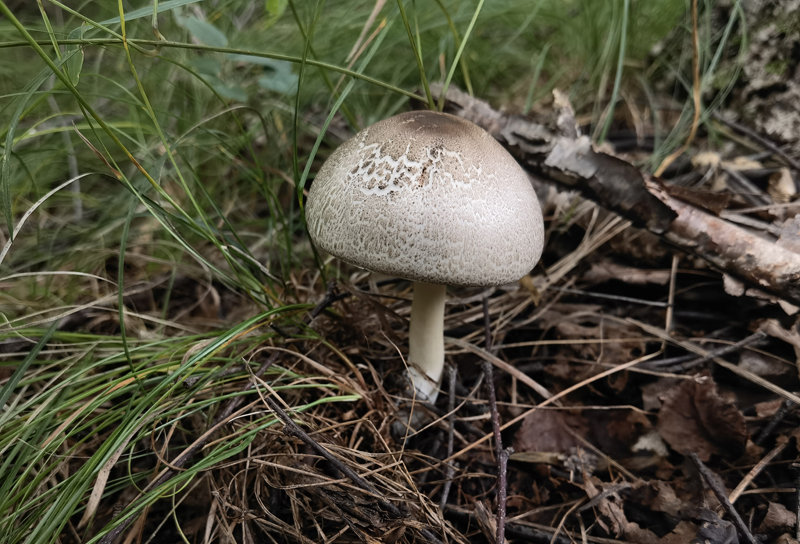西藏蘑菇Agaricus tibetensis