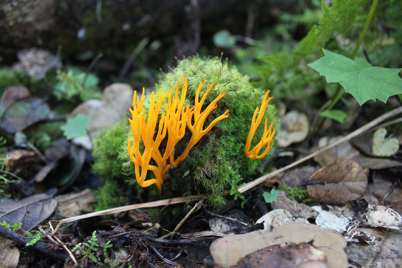 印滇枝瑚菌Ramaria indoyunnaniana