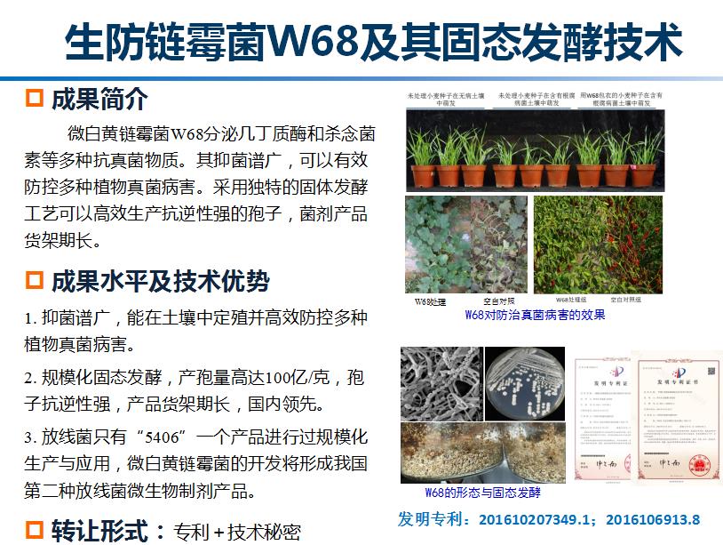 生防链霉菌W68及其固态发酵技术