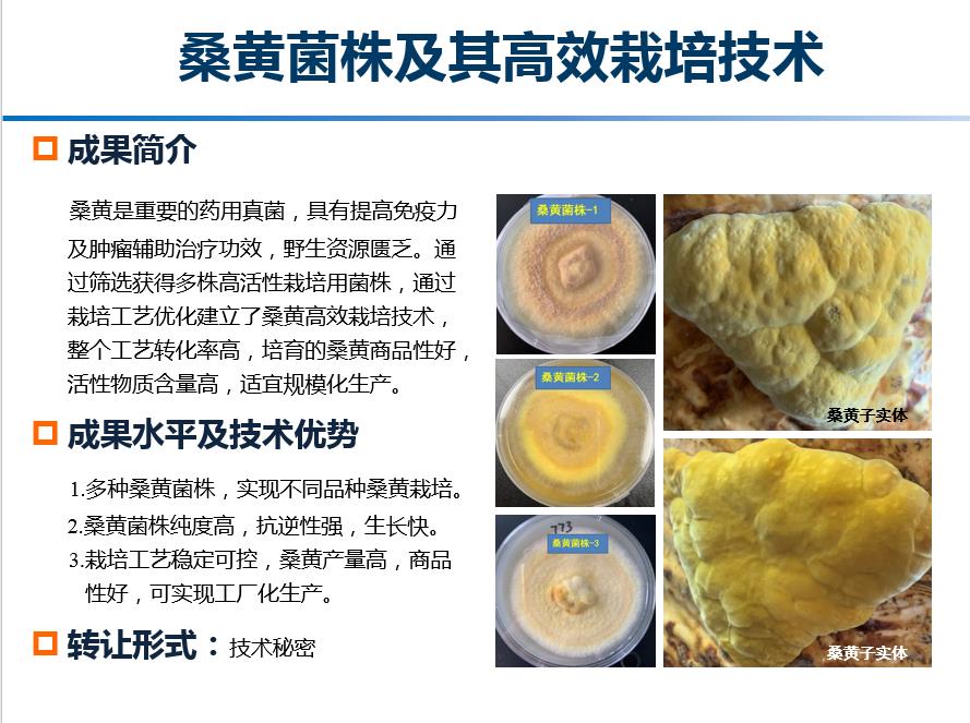 桑黄菌株及其高效栽培技术