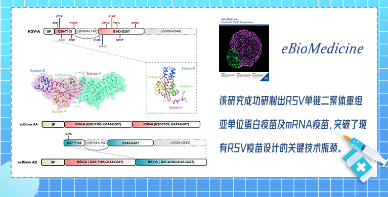微生物所团队利用免疫聚焦策略研发广谱最小亚单位RSV异源二聚体疫苗
