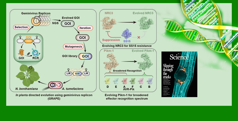 微生物所合作利用工程化双生病毒复制子在植物体内实现快速定向进化