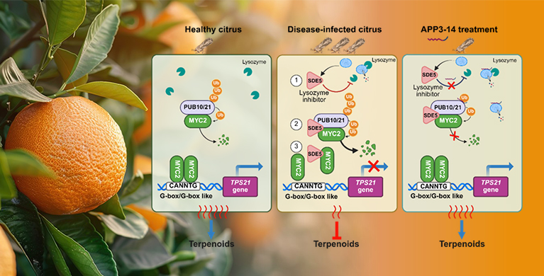 微生物所叶健团队揭示小肽抗柑橘黄龙病新机制