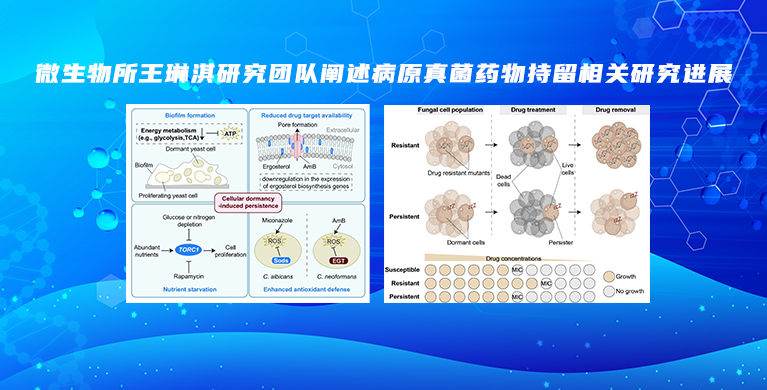 微生物所王琳淇研究团队阐述病原真菌药物持留相关研究进展