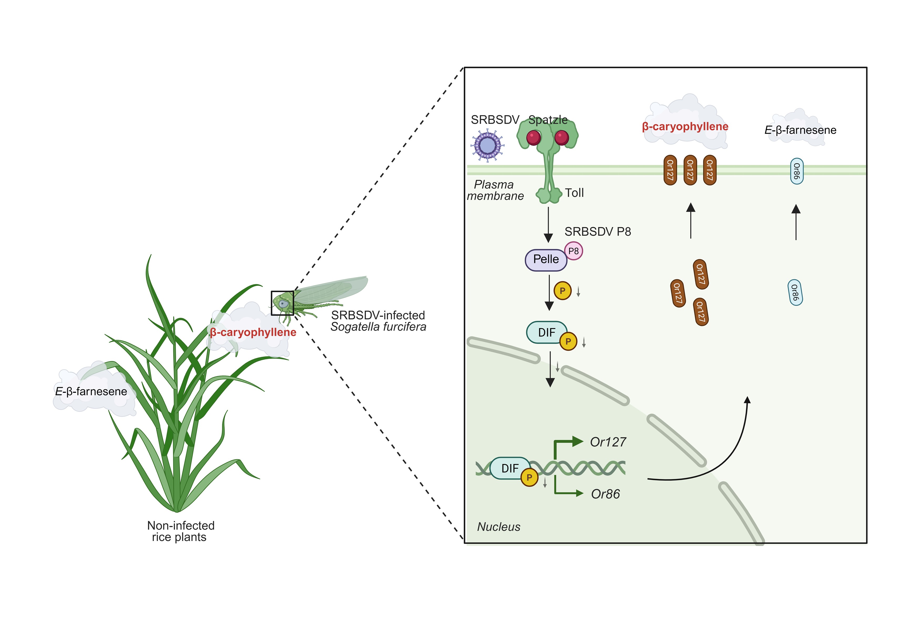 微生物所叶健团队发表植物病毒虫媒传播评述文章