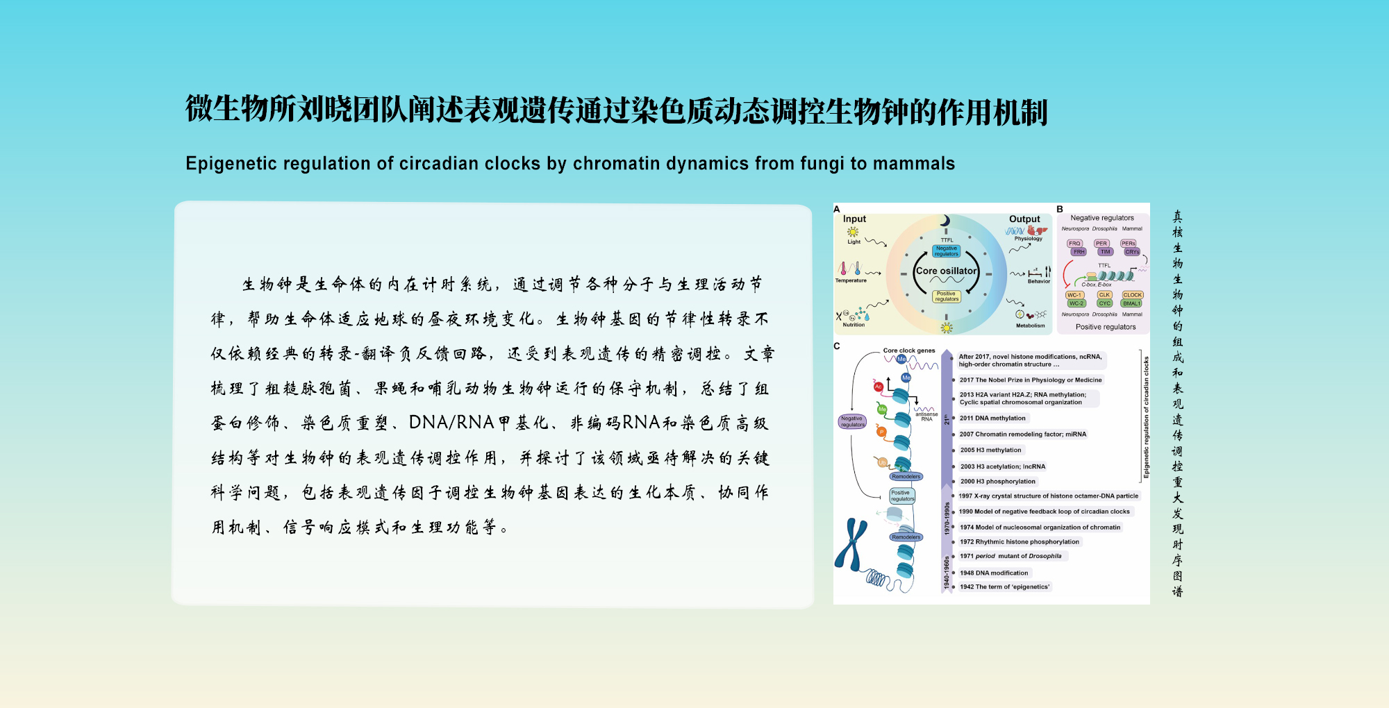 微生物所刘晓团队阐述表观遗传通过染色质动态调控生物钟的作用机制