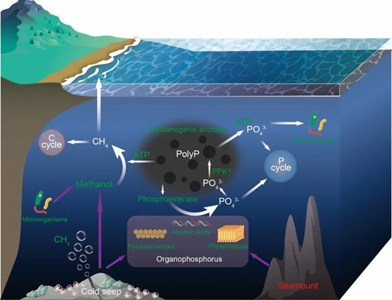 微生物所李洁团队合作揭示多聚磷酸盐调控深海产甲烷古菌生长和产甲烷的新机制
