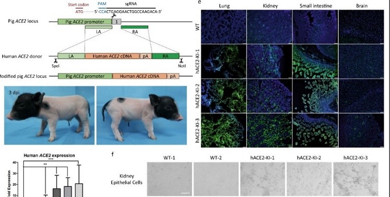 新冠病毒感染模型研究取得新进展