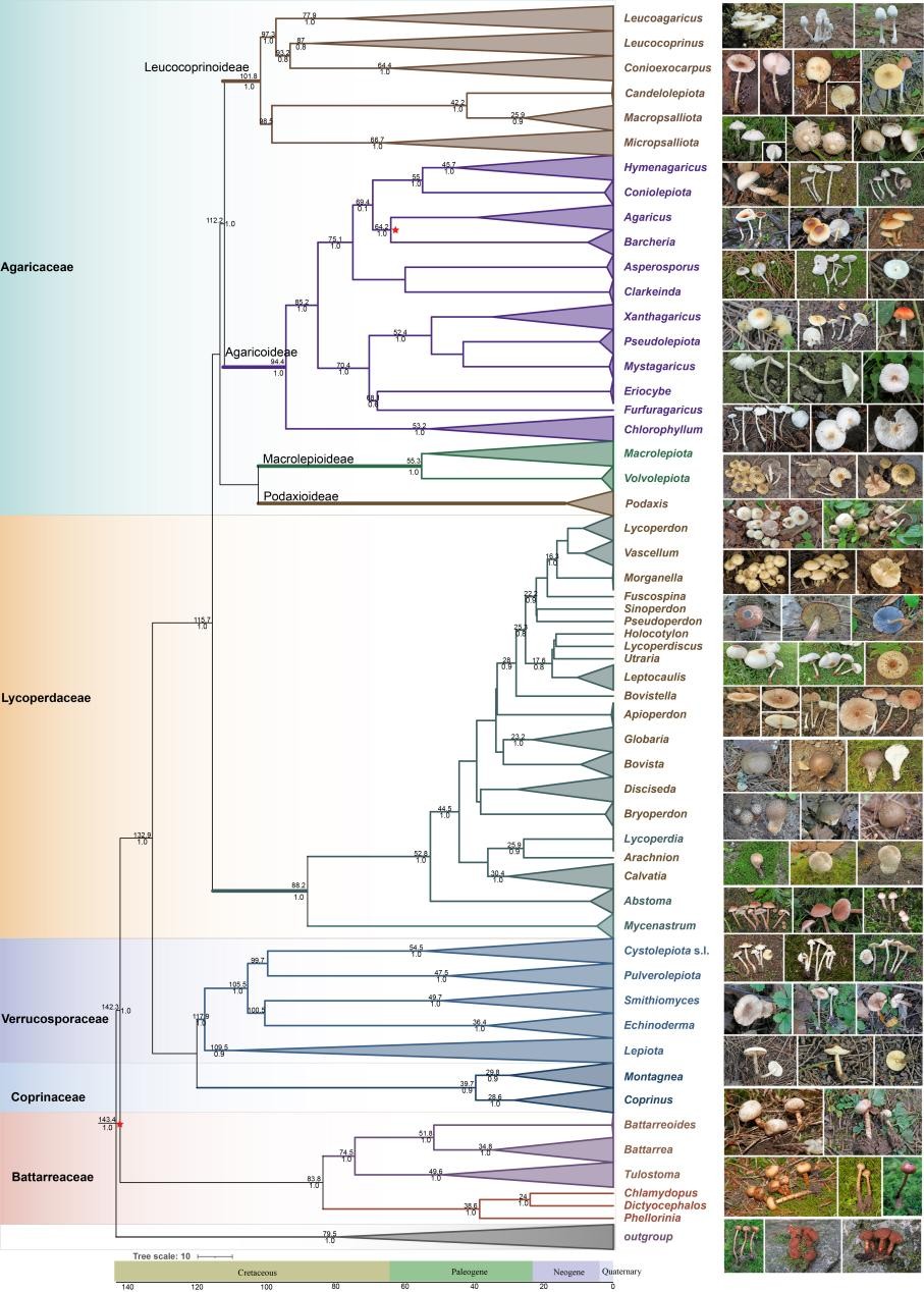 微生物所赵瑞琳团队重塑广义蘑菇科分类系统