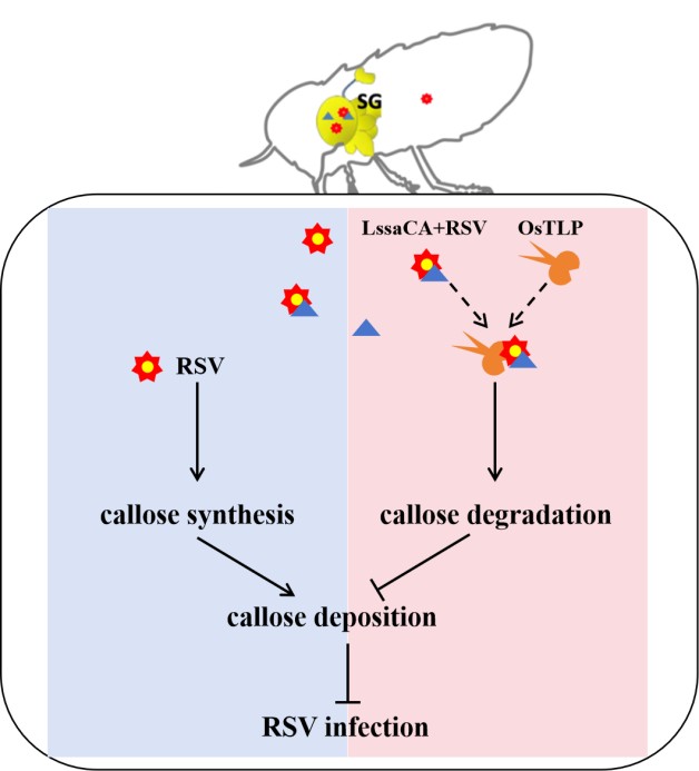 微生物所张莉莉团队揭示灰飞虱唾液碳酸酐酶促进水稻条纹病毒侵染水稻的分子机制