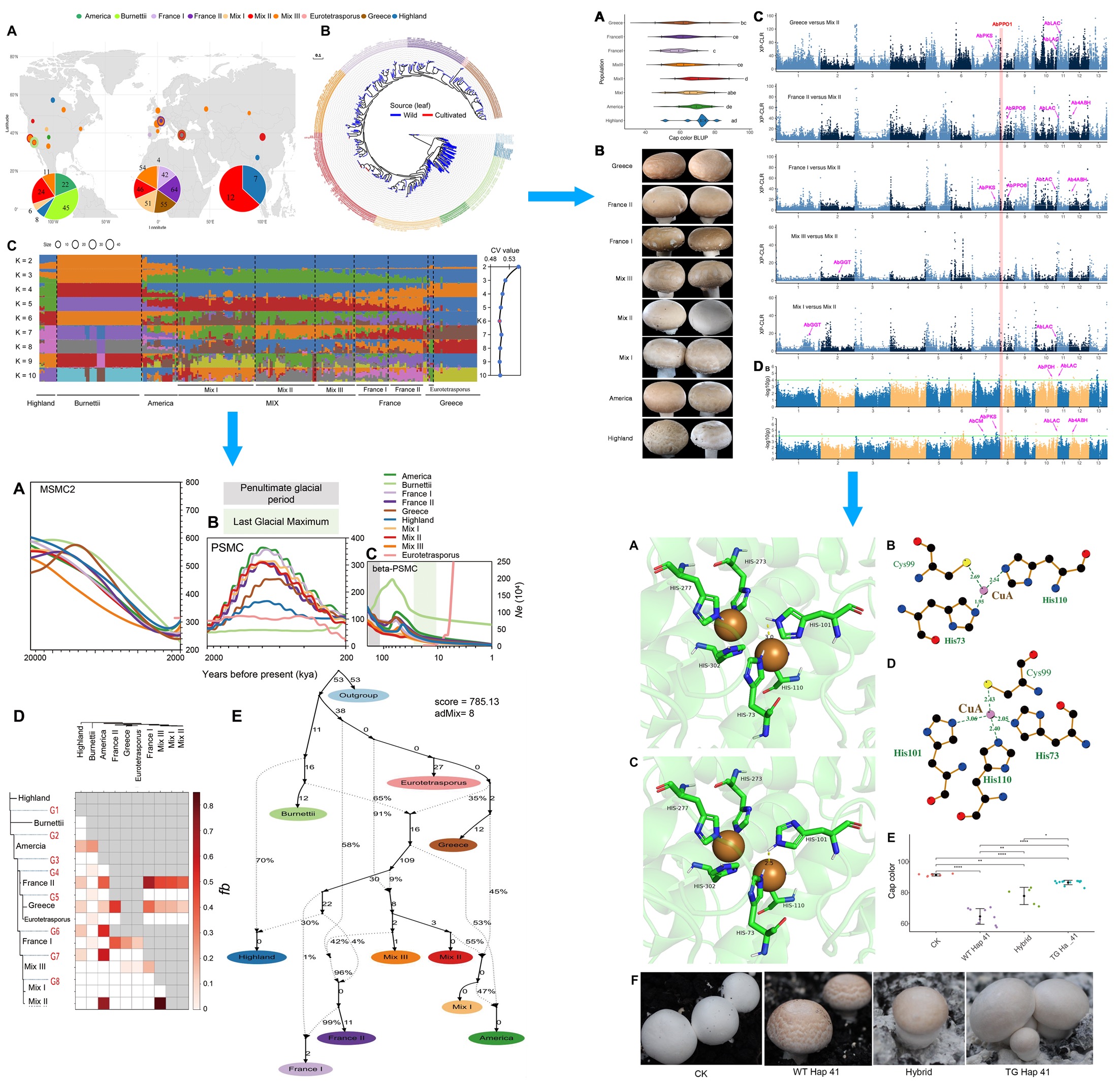 微生物所赵瑞琳团队解析全球双孢蘑菇进化与驯化的关键基因组特征