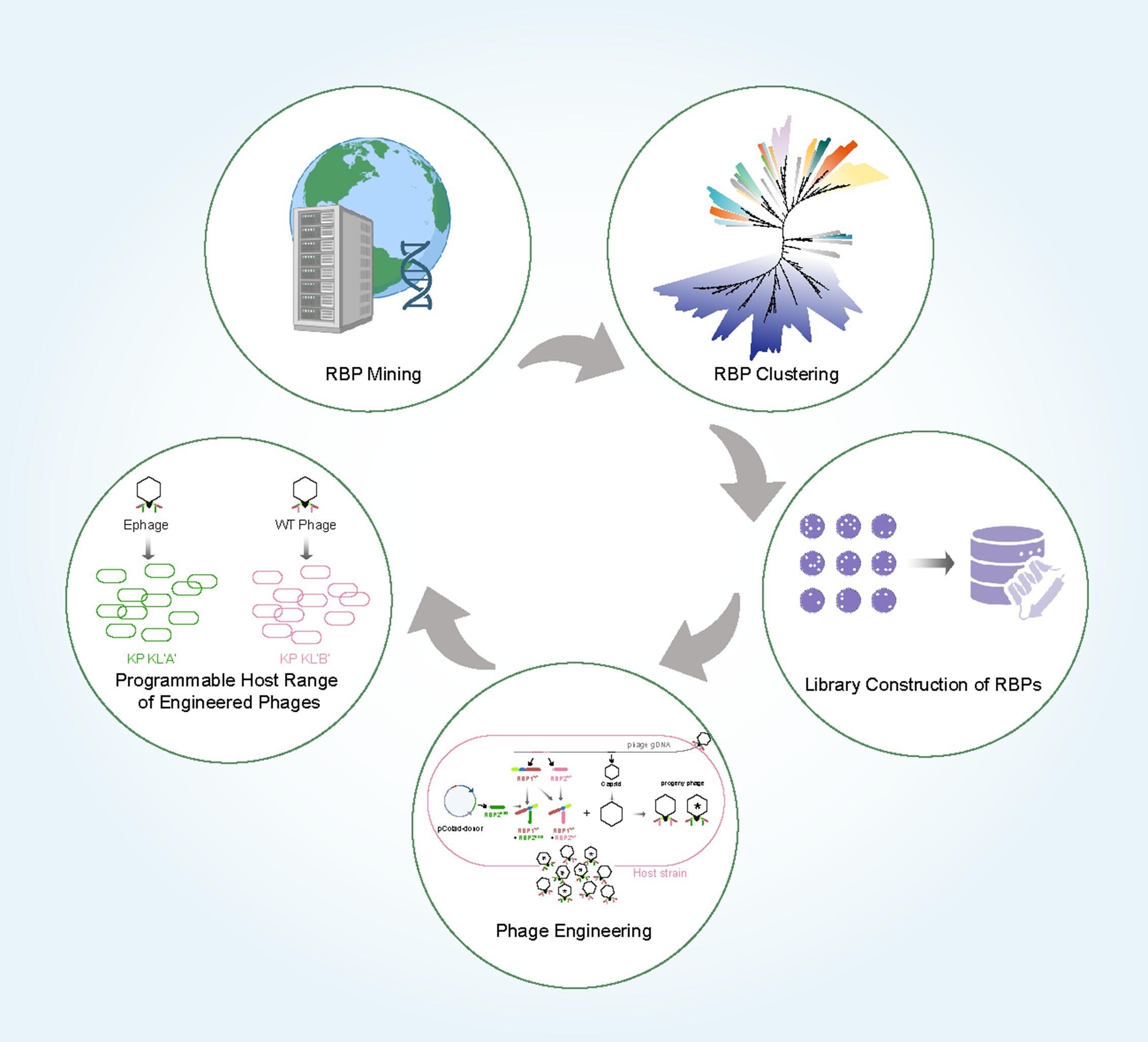微生物所冯婕团队结合蛋白挖掘与模块化组装实现肺炎克雷伯菌噬菌体可编程靶向