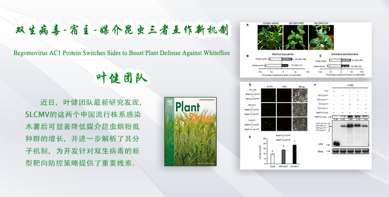 微生物所叶健团队揭示双生病毒-宿主-媒介昆虫三者互作新机制