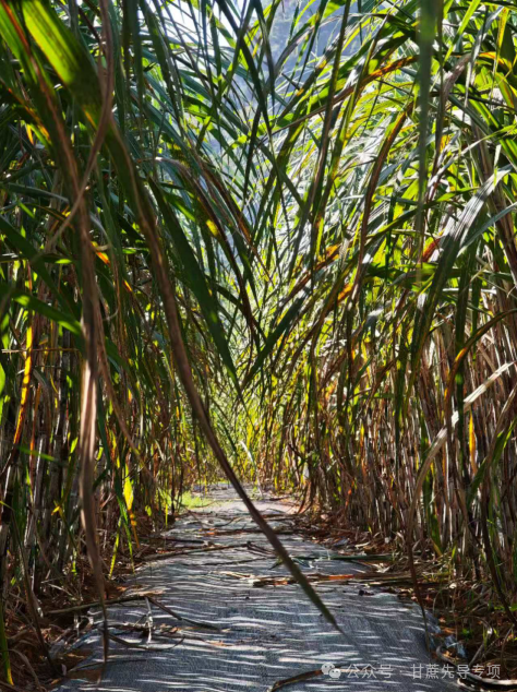 中国科学报 | 自给率仅65%，他们说不能让中国的“糖罐子”攥在别人手里