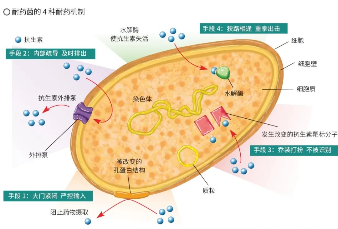 严控输入 一些抗生素会借助外膜孔蛋白的作用进入细菌的细胞,为此