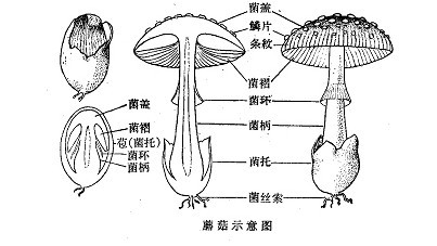 真菌结构图示意图图片