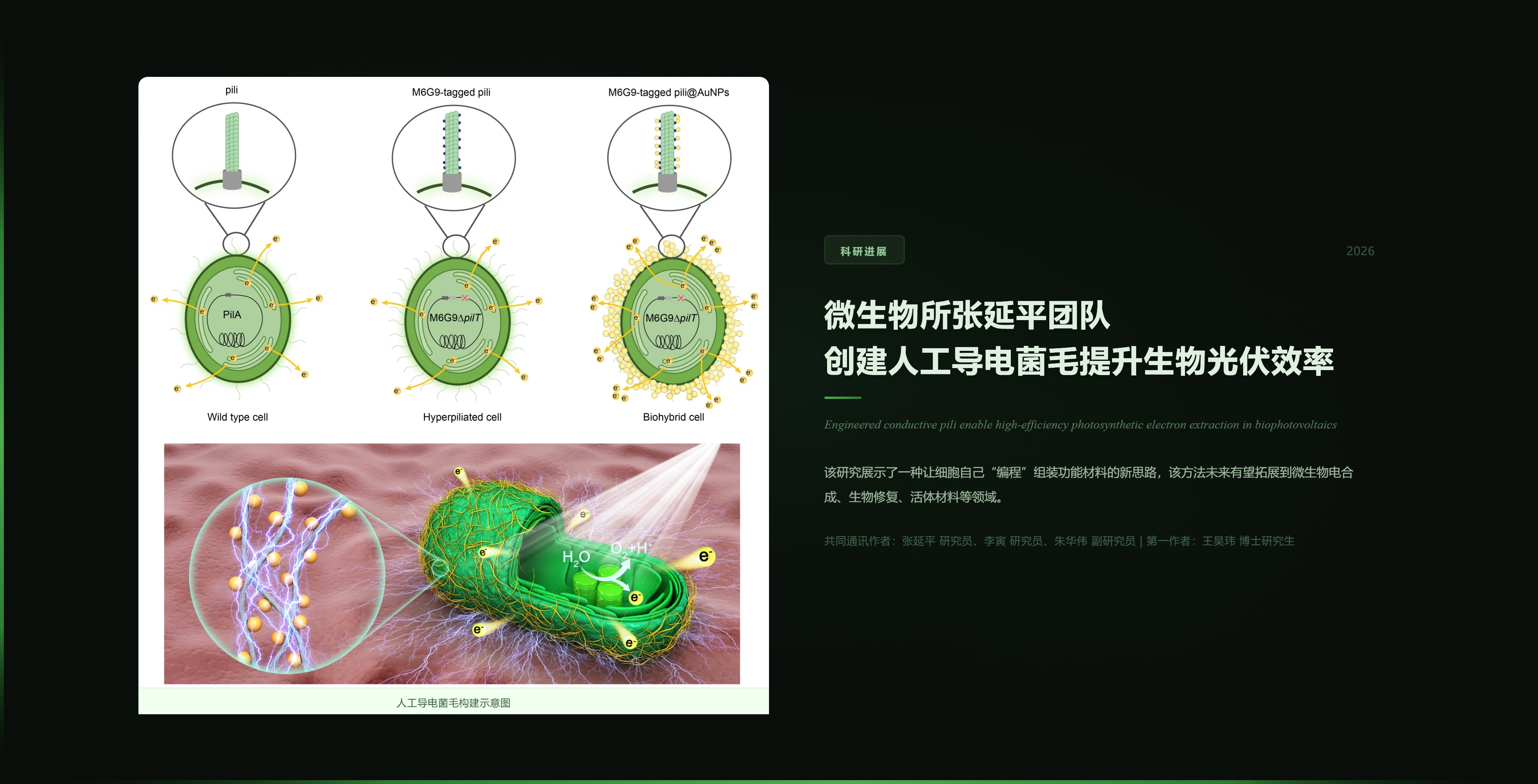 微生物所张延平团队创建人工导电菌毛提升生物光伏效率