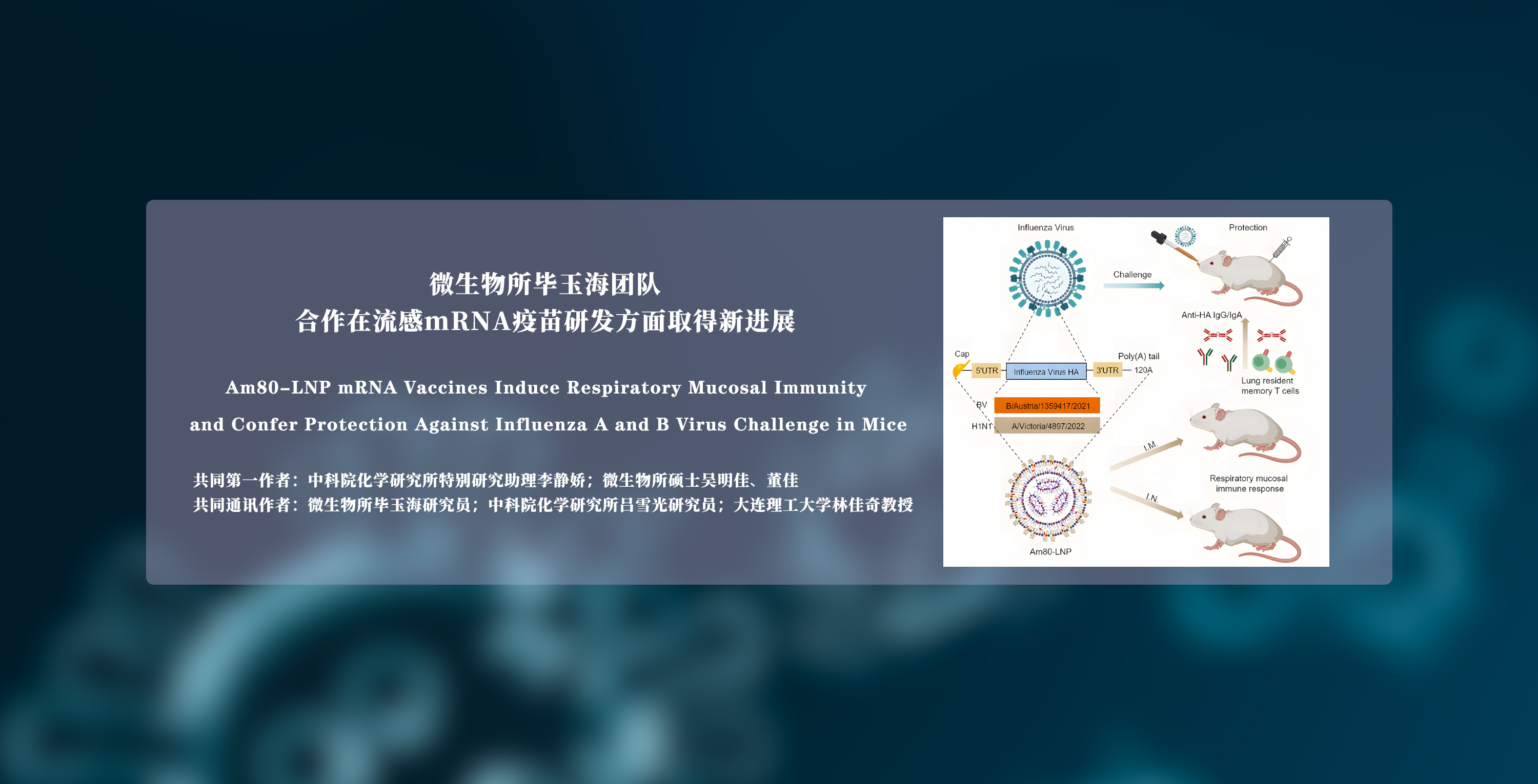 微生物所毕玉海团队合作在流感mRNA疫苗研发方面取得新进展