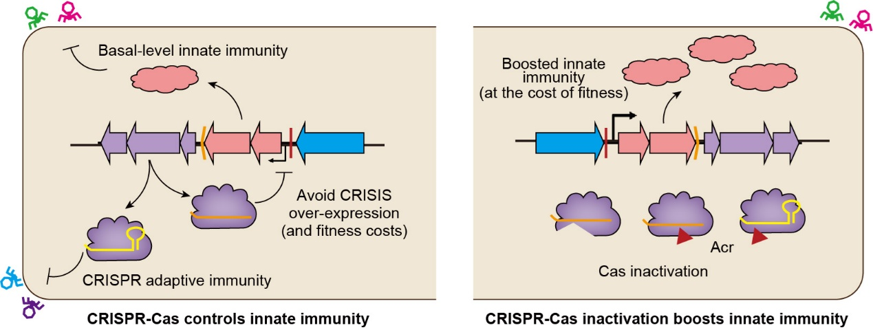 微生物所李明团队合作揭示CRISPR-Cas调控细菌先天免疫的协同新机制