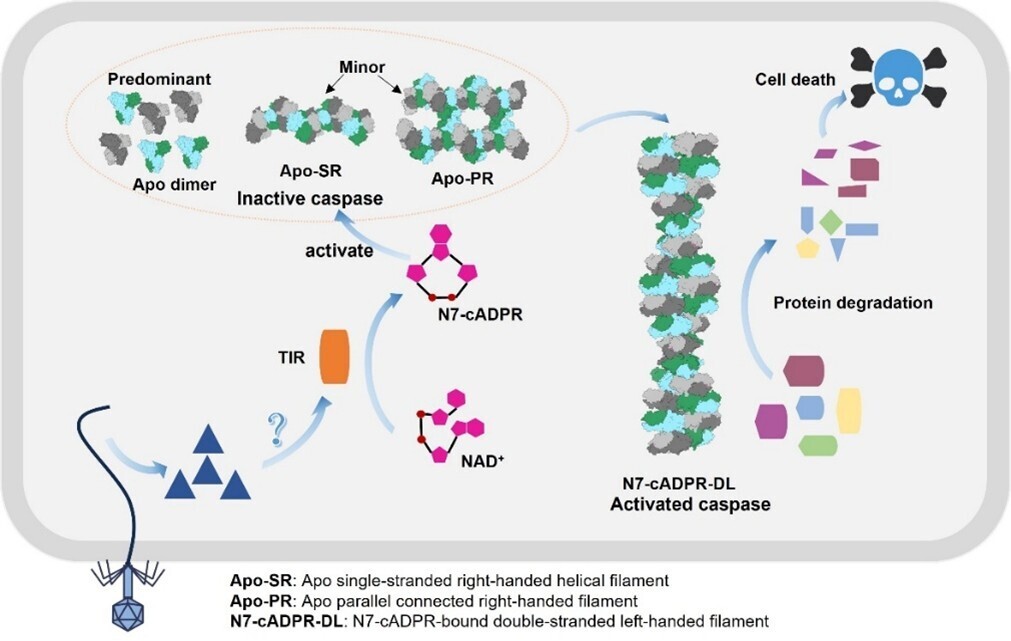 微生物所李明团队合作揭示Thoeris抗噬菌体免疫中全新Caspase激活机制
