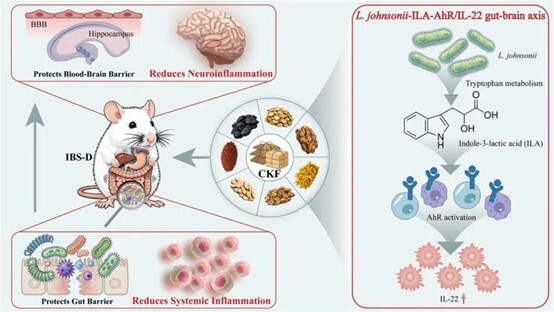 微生物所合作揭示中药新药治疗腹泻型肠易激综合征的“肠脑轴”新机制